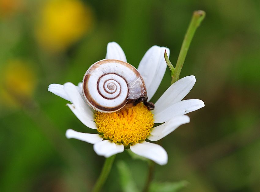 La vita in un fiore: terza parte